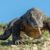 varan komodo reptile le plus grand du monde top tortue serpent lezard crocodile (1)